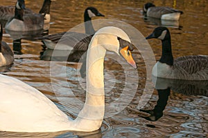 beautiful swan on blue lake water in sunny day during summer, swans on pond, nature series