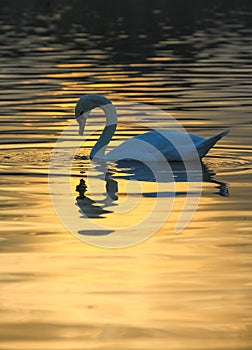 Beautiful swan curve in morning sunrise of Kinsington park