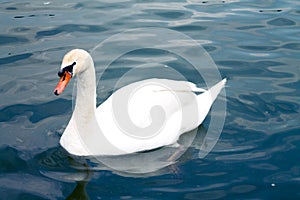 Beautiful swan in Dunai river photo