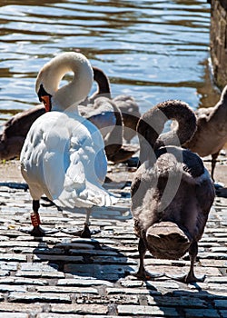 Beautiful swan familiy