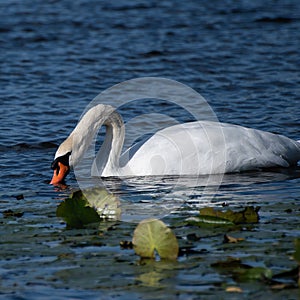 Beautiful swan feeding