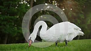 Beautiful swan feeding on sunny day on meadow. Single swan grazing outdoors