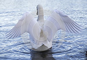 Beautiful swan flying