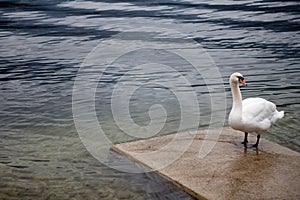 Beautiful swan on Halltstatter see lake, Austria