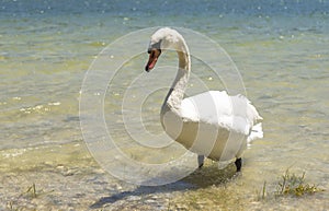 Beautiful swan at lake