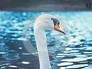 Beautiful swan on a lake during cold weather