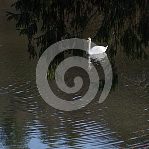 Beautiful swan in a lake in Forest Park Springfield, Massachusetts