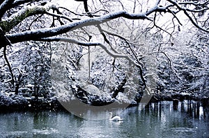 Beautiful Swan Lake in Winter Scene Peaceful Concept