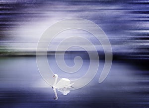 Beautiful Swan Lake in Winter Scene Peaceful Concept