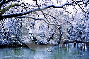 Beautiful Swan Lake in Winter Scene Peaceful Concept