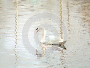 Beautiful swan looking at his reflection while swimming in the lake