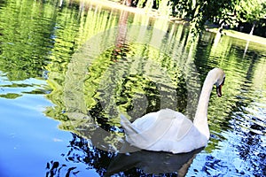 Beautiful swan in the park . Boston . USA.