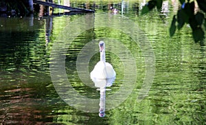 Beautiful swan in the park . Boston. USA .