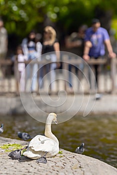A beautiful swan resting by the pool in s sunny day at Kugulu Park in Ankara