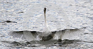 Beautiful swan spreads its wings