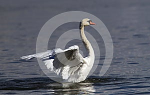 Beautiful swan spreads its wings