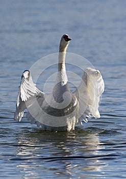 Beautiful swan spreads its wings