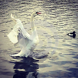 Swan that spred its wings in the ocean photo
