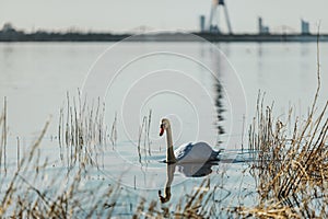 Beautiful swan swiming in the water,selective focus