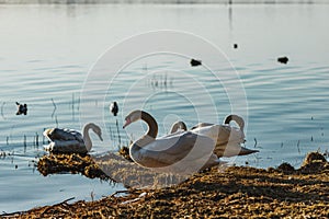 Beautiful swan swiming in the water,selective focus