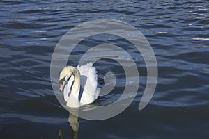 Beautiful swan swimming in The Avon River in Bristol