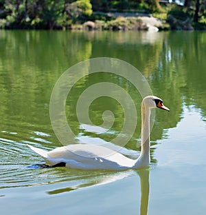 Beautiful swan swimming on the lake