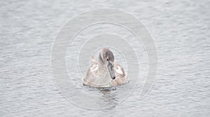 A beautiful swan is swimming on a lake