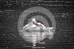 Beautiful swan swimming on lake, black and white with orange beak