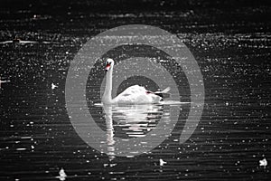 Beautiful swan swimming on lake, black and white with orange beak