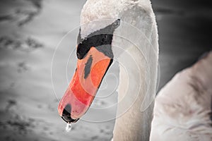 Beautiful swan swimming on lake, black and white with orange beak