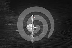 Beautiful swan swimming on lake, black and white with orange beak