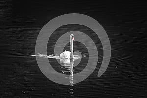 Beautiful swan swimming on lake, black and white with orange beak