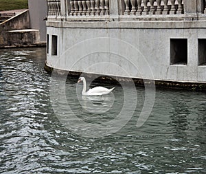 Beautiful swan that wanders quietly in a course of water in Treviso.