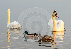 Beautiful swans and ducks on river