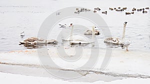 Beautiful swans, ducks, seagulls swim in the winter on the river