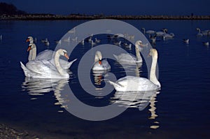 Beautiful swans evening bay