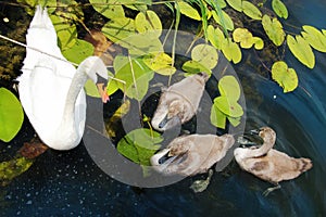 Beautiful swans familly