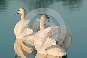 Beautiful swans on a lake at sunset