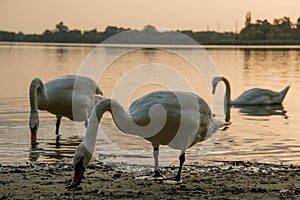 Beautiful swans on the lake at sunset in the czech republic