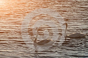 Beautiful swans swim on the lake during sunset, free space. Two