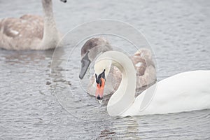 Beautiful swans swim outdoors on a lake