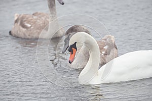 Beautiful swans swim outdoors on a lake