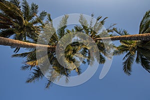 Beautiful  Sweet coconut palm trees farm against blue sky in Tropical island Thailand. fresh coconut on trees at Andaman sea,