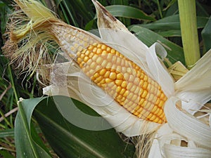 Beautiful Sweet corn Closed