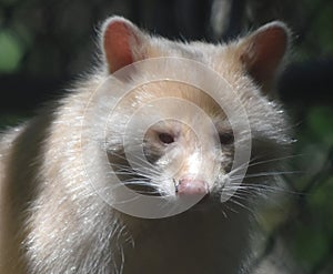 Very Sweet Face of a North American Raccoon