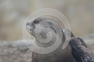 Beautiful Sweet Face of a Wet River Otter