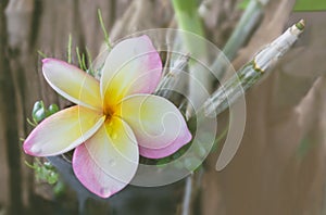 Beautiful sweet pink flower plumeria with rain water drop in hap