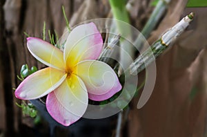 Beautiful sweet pink flower plumeria with rain water drop in hap