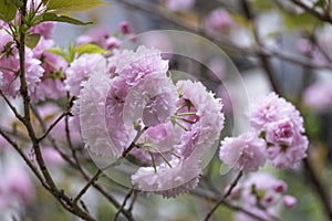 beautiful sweet pink Japanese cherry blossoms flower or sakura bloomimg on the tree branch. Small fresh buds and many petals