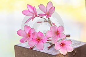 Beautiful sweet pink Plumeria flowers, blooming, concept for background texture.